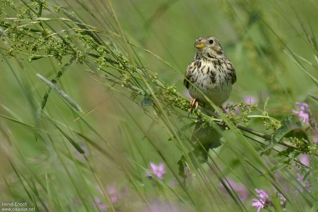 Corn Bunting, identification