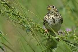 Corn Bunting