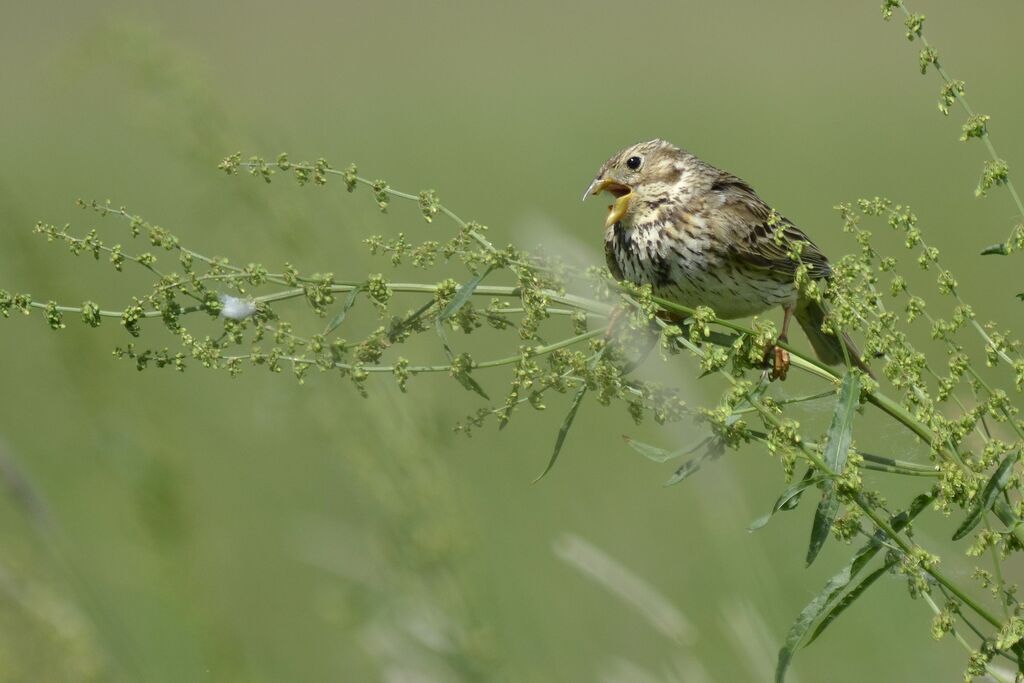 Corn Bunting, identification, song