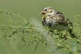 Corn Bunting