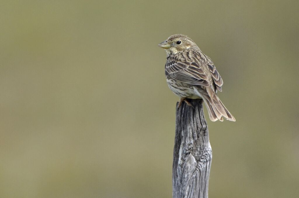 Corn Bunting, identification