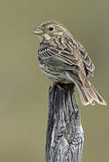 Corn Bunting