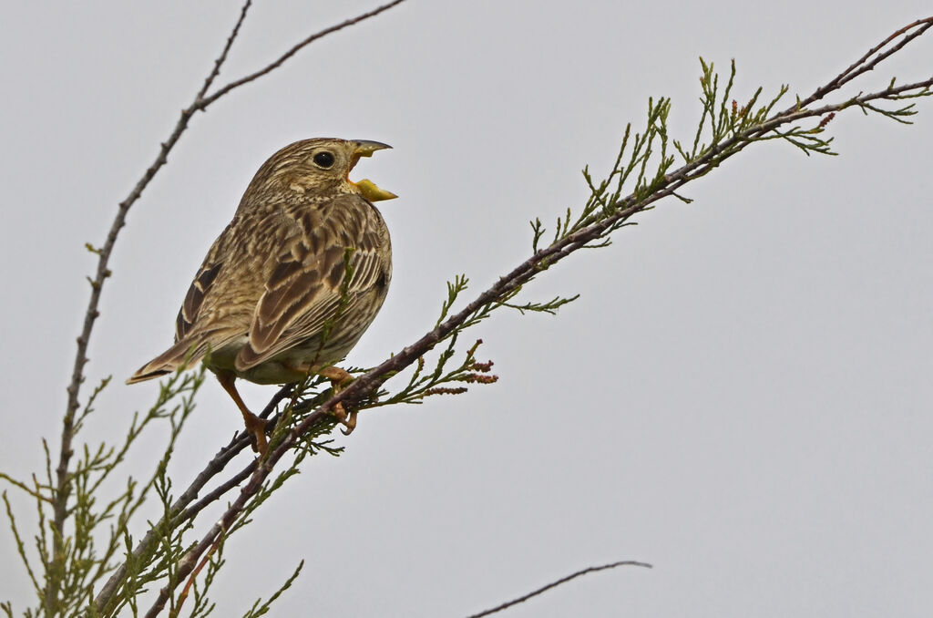 Corn Bunting, identification, song