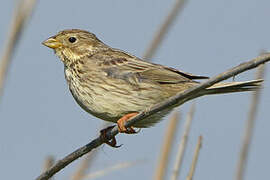 Corn Bunting