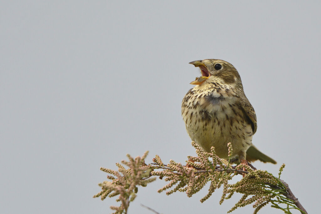 Corn Bunting male adult, song