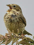 Corn Bunting