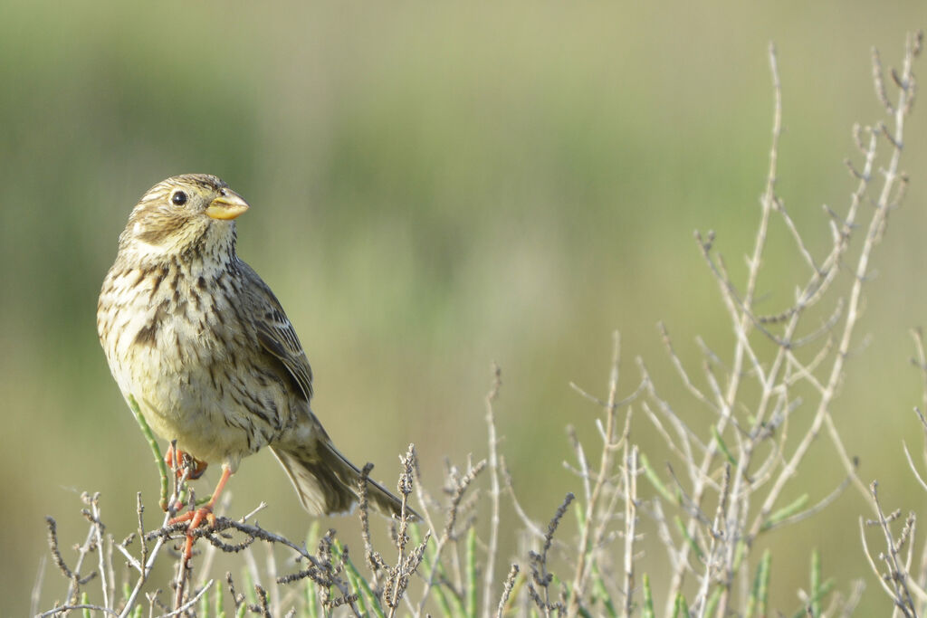 Corn Bunting, identification