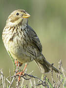 Corn Bunting