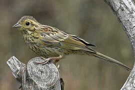 Cirl Bunting