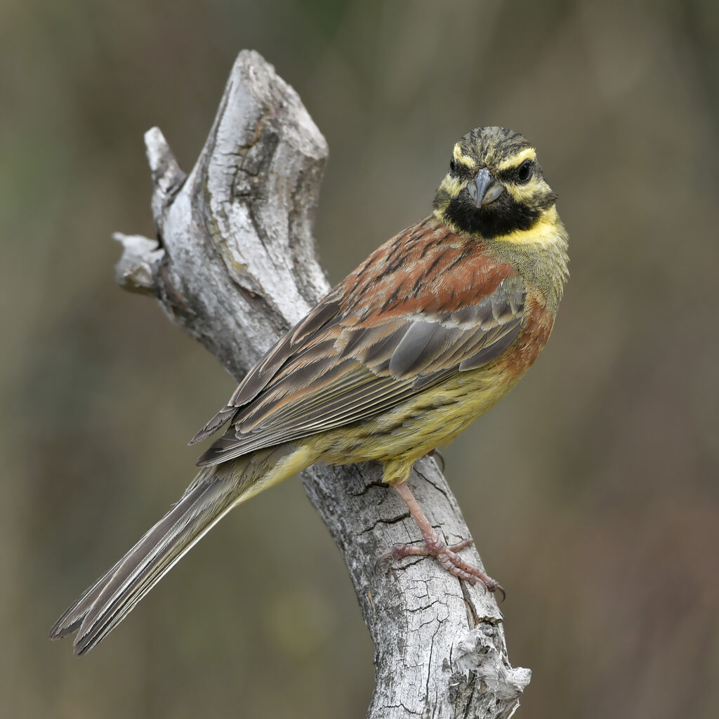 Cirl Bunting male adult breeding, identification