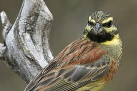 Cirl Bunting