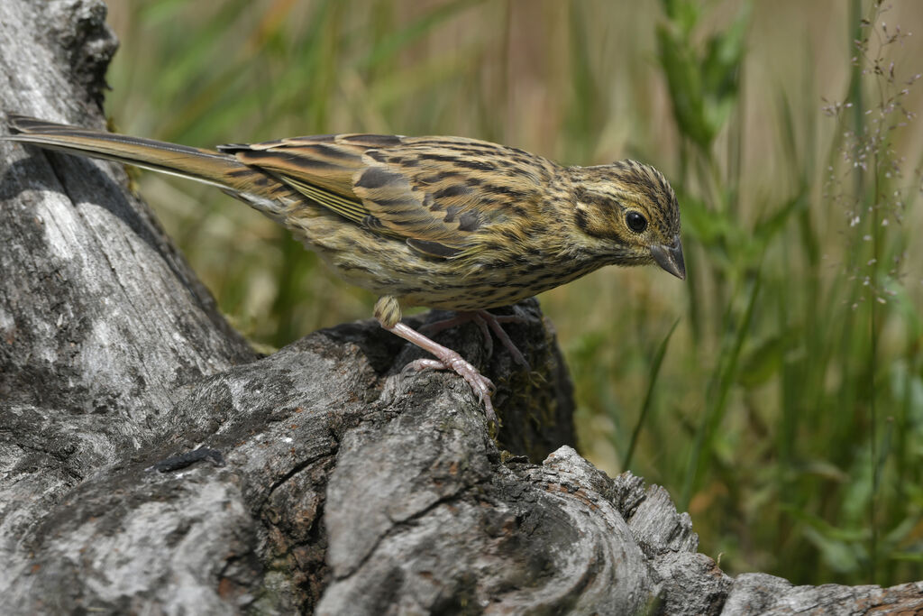 Bruant zizijuvénile, identification