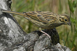 Cirl Bunting