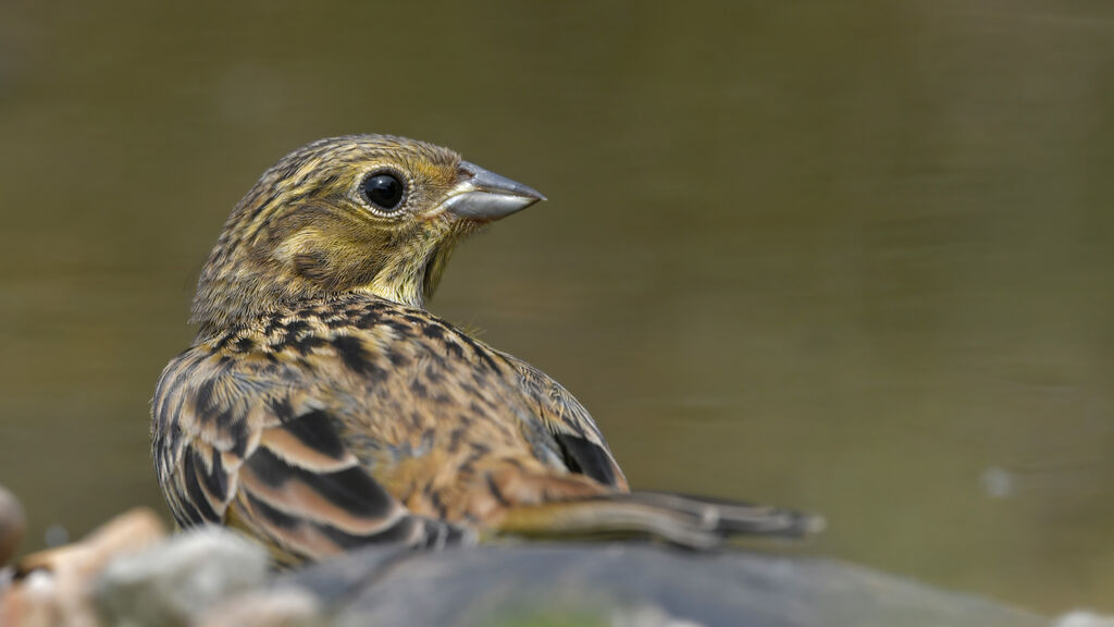 Cirl Bunting female adult breeding, close-up portrait