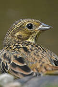 Cirl Bunting