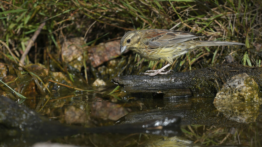 Cirl Bunting female adult breeding, identification