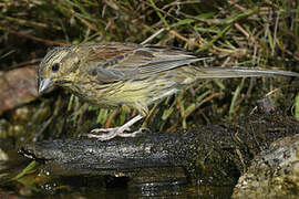 Cirl Bunting