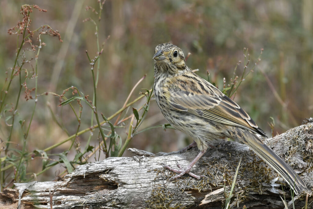 Bruant zizijuvénile, identification