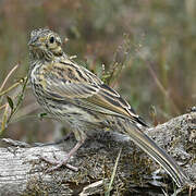 Cirl Bunting