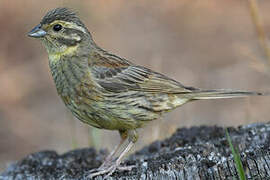 Cirl Bunting