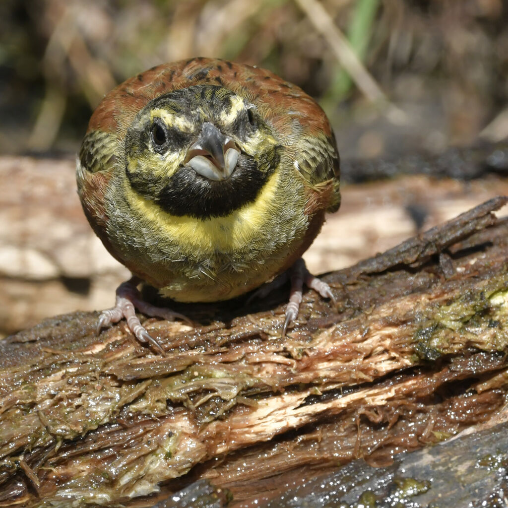 Cirl Bunting male adult breeding, close-up portrait