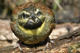 Cirl Bunting