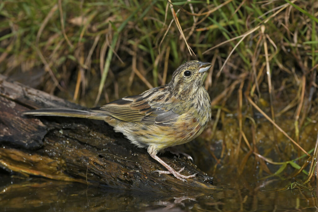 Cirl Bunting female adult, identification