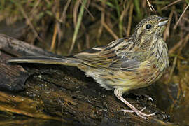 Cirl Bunting