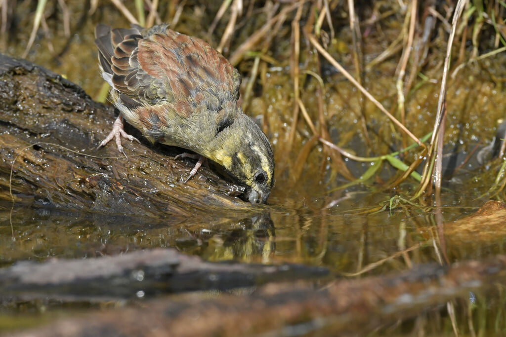 Cirl Bunting male adult, identification, drinks