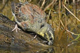 Cirl Bunting