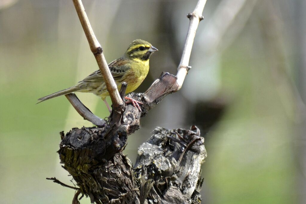 Cirl Bunting male adult breeding