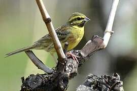 Cirl Bunting