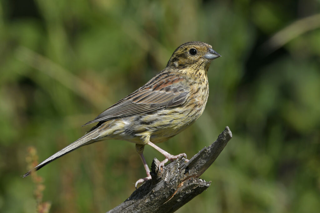 Cirl Bunting female adult