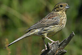 Cirl Bunting