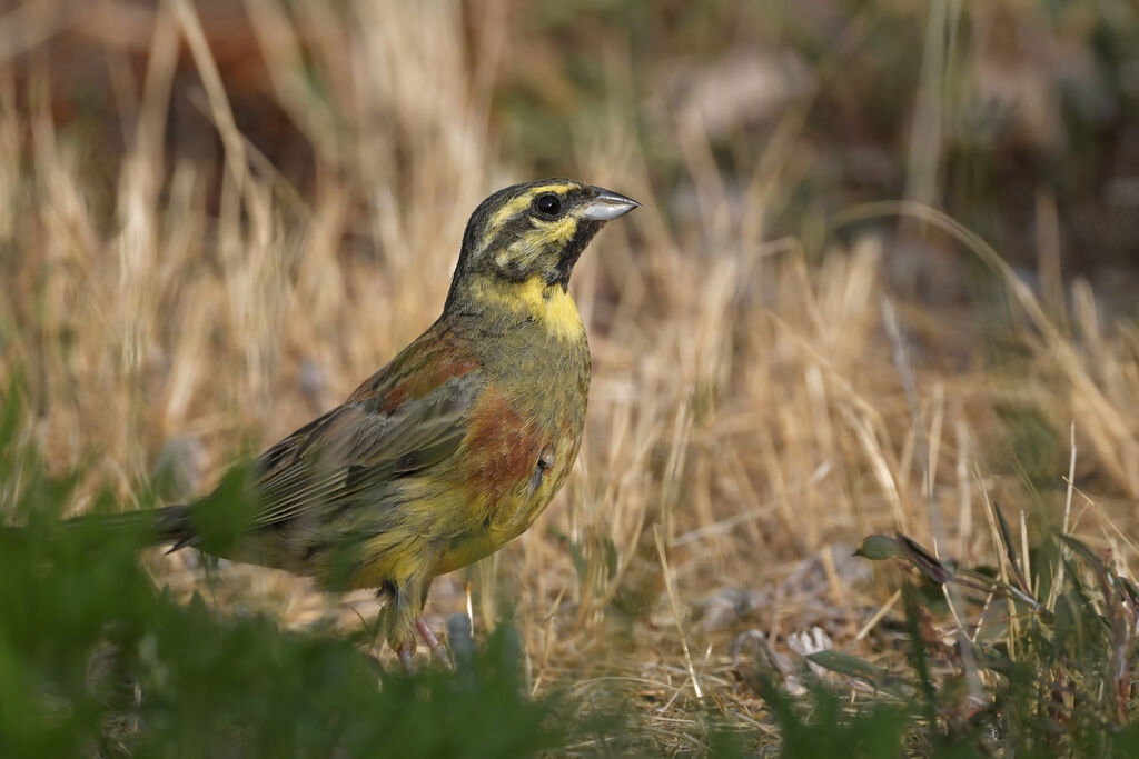 Bruant zizi mâle adulte, identification