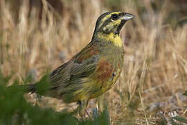 Cirl Bunting