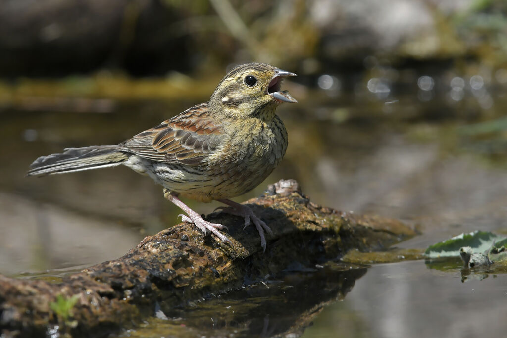 Bruant zizi femelle adulte, identification