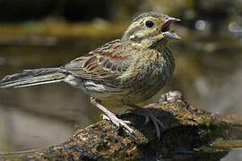 Cirl Bunting