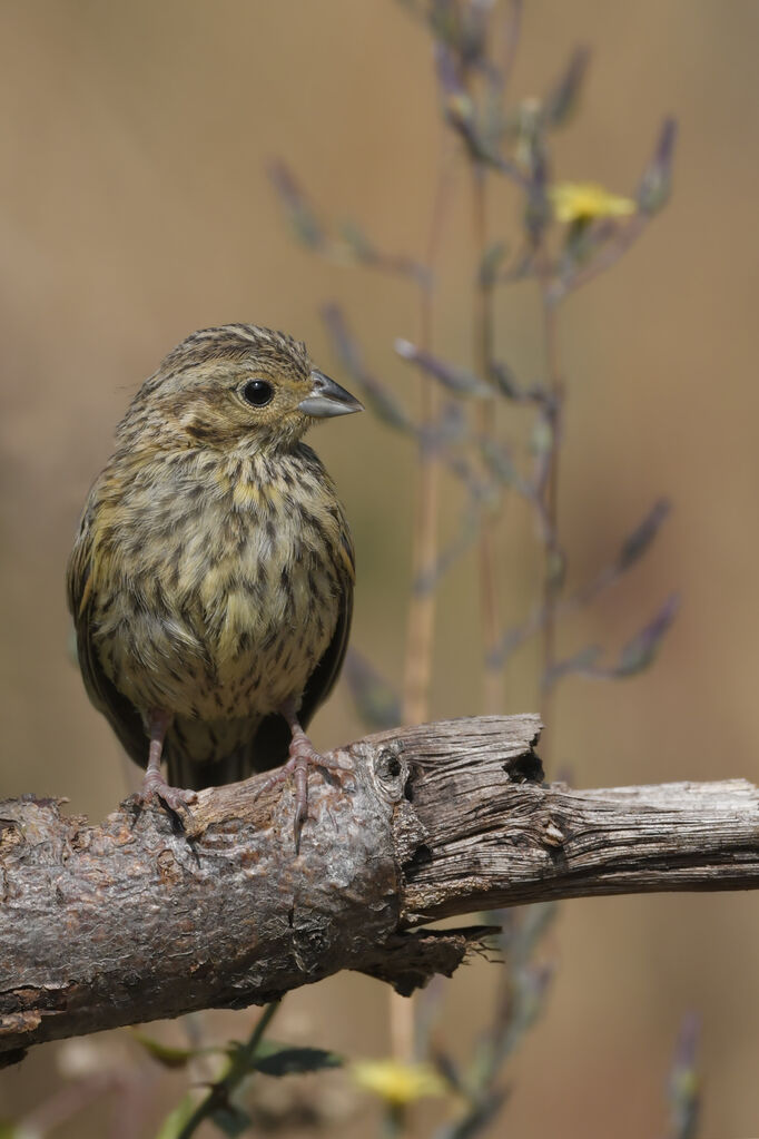 Cirl Buntingjuvenile, identification