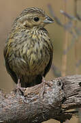 Cirl Bunting