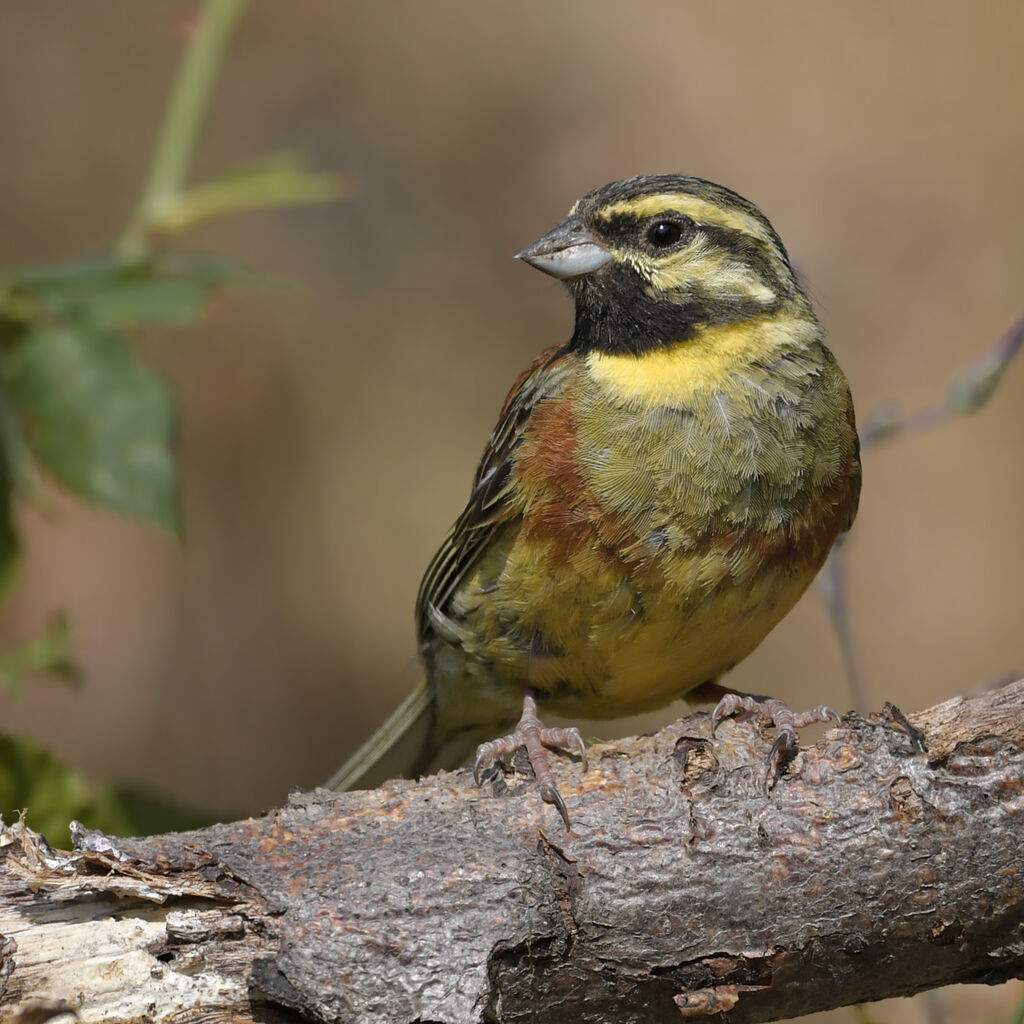 Cirl Bunting male adult, identification