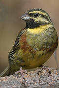 Cirl Bunting