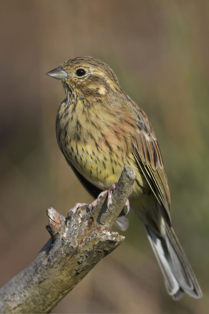 Bruant zizi femelle adulte, identification