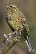 Cirl Bunting