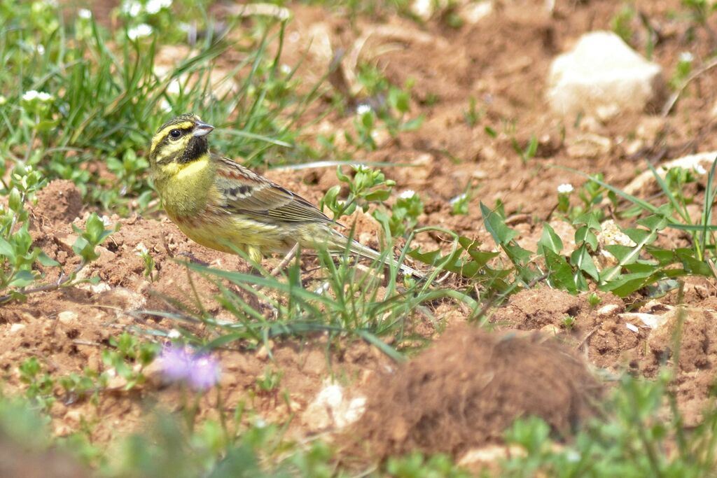 Cirl Bunting male adult breeding, identification