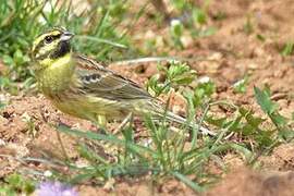 Cirl Bunting