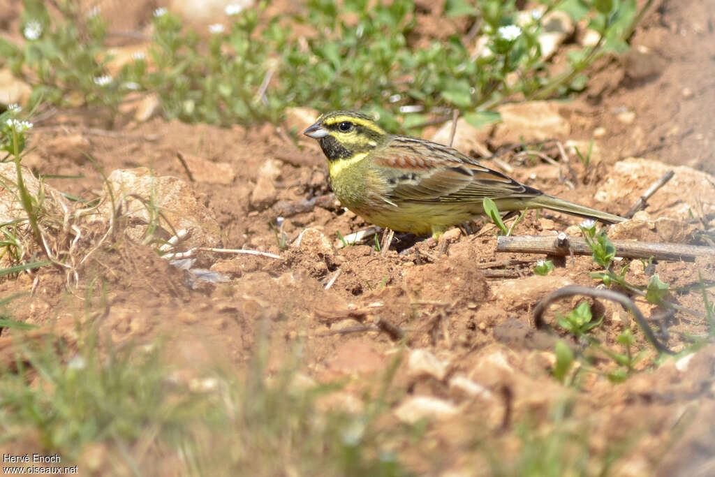 Cirl Bunting male adult breeding, pigmentation, fishing/hunting