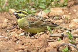 Cirl Bunting