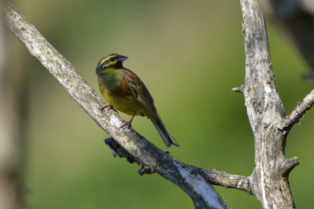 Cirl Bunting male adult breeding, identification