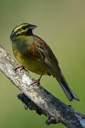 Cirl Bunting